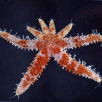 分裂で１匹が２匹に　ヤツデヒトデ