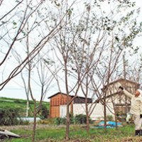 花見名所に新たな桜　観光振興へ活用　我孫子の手賀沼周辺　山田さん１００本寄贈