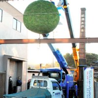 東日本最大７００キロの杉玉　新酒の季節告げる　木戸泉酒造　いすみ