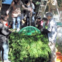 球形の金型に杉の枝を差し、上から踏み固めて造られる巨大酒林
