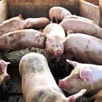 軟らかく甘みのある肉質が特長の「いもぶた」