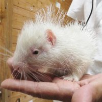 白いヤマアラシ誕生　まだら模様なく「珍しい」　市原ぞうの国