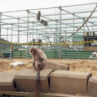 ニホンザル７０匹脱走　何者かがフェンス切断　富津・高宕山自然動物園