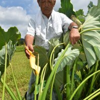 珍しいサトイモの花　農家の渡辺さん「初めて見た」　大多喜