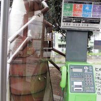 電話ボックスの中。ガラス越しにセミのリアルな腹部が見える