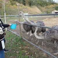 観光牧場「ダチョウ王国袖ケ浦ファーム」３０日閉園　ファンから惜しむ声　台風被害・コロナで苦境に