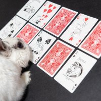 オリジナルトランプ（©高橋準也）とウサギの「パン様」（左下）（本人提供）