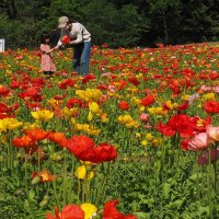 畑で花摘みを楽しむ親子＝袖ケ浦市永吉の東京ドイツ村