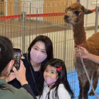 記念撮影に応じる、一日駅長に就任した千葉市動物公園のアルパカ「ミッティー」（右端）＝２４日、ＪＲ海浜幕張駅