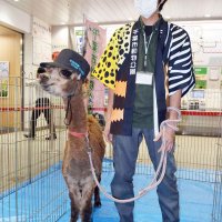 誇らしげ！？アルパカ駅長お出迎え　千葉・海浜幕張駅が一日限定の