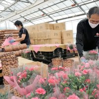 母の日のカーネーション出荷ピーク　ＪＡＬグループ社員、包装作業などに汗　匝瑳