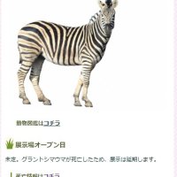 展示予定のグラントシマウマ１頭死ぬ　慣らし訓練中、突然走り出しフェンスに激突　千葉市動物公園