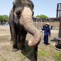 得意なサッカーやダンスで入園客を喜ばせた「ミニスター」＝市原ぞうの国提供