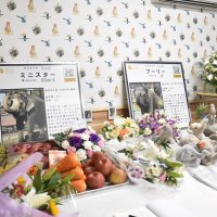 なくなったミニスターとプーリーの献花台が設置された＝１７日、市原ぞうの国
