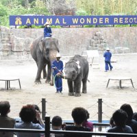 人気者失いショック…悲しみ広がる市原ぞうの国　献花台設け追悼　母失ったもも夏、けなげに芸披露