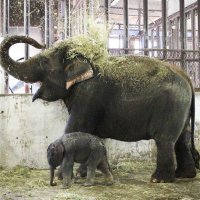 先月死んだアジアゾウ２頭、死因は腸炎の可能性　市原ぞうの国、「プーリー」と「ミニスター」悼み植樹