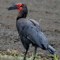 黒い体、長いくちばし…「怪鳥」の目撃相次ぐ　柏、我孫子　店から逃げた絶滅危惧種か