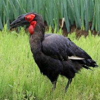 絶滅危惧種の「怪鳥」　白井で捕獲 　一昨年に店から逃走