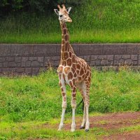 アミメキリンの「コノカ」。落ち着いた性格で、展示場にもすぐに慣れたという（千葉市動物公園提供）