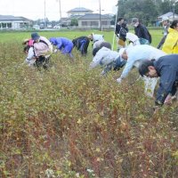 “そばオーナー”募集します　８～１２月、種まきや収穫　長生村