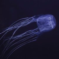 水中を優雅に漂う姿が印象的なハブクラゲ（鴨川シーワールド提供）