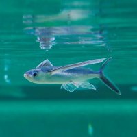 涼呼ぶトビウオとクラゲ　鴨川シーワールドで展示