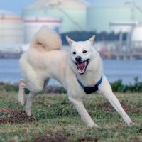 個性尊重し信頼関係築く　オオカミに一番近い犬　堀田　素愛　【わんこのわ】（３２）