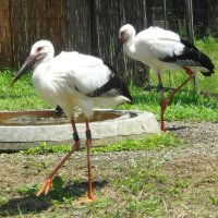 ５月誕生のコウノトリ２羽　名前は「リン」「ミズキ」　野田市