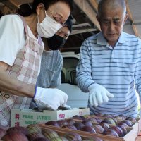 「姉崎いちじく」皇室献上　市原、相川さん栽培　食べ頃７８個厳選