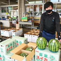 秋作スイカ出荷始まる　富里　「しゃりっと柔らかい」