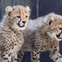 【写真多数掲載】「６頭は元気いっぱい」　チーターの赤ちゃん、９月２７日に公開へ　千葉市動物公園
