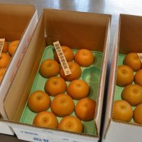 地元産の梨５８５キロ　福祉施設に寄贈　船橋市果樹園芸組合など