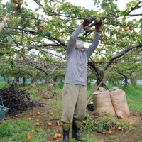 地元住民が梨の世話代行　体調崩した園主を支援　収穫してチャリティー販売　八千代
