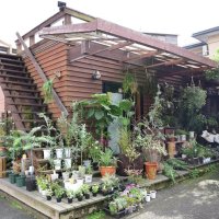 落ち着いた雰囲気の外観。観葉植物の品ぞろえを増やしている
