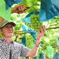 酸味抑えた爽やかな甘み　シャインマスカット旬　香取 