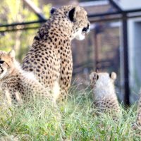 千葉市動物公園で６月に生まれたチーターの子どもたち。中央は母親のズラヤ