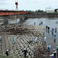 ノリ網被害防げ　堆積流竹木除去　木更津・小櫃川で５０人