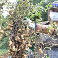 千葉県名産、落花生の収穫ピーク　「例年よりいい状態」　山武のワタミファーム