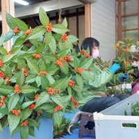 鮮やかな赤い実と濃緑の葉で人気の畑地区のセンリョウ＝館山市