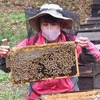 温暖な地域で越冬を　館山にミツバチ、東北地方から続々と