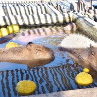 冬至にぽかぽか　カピバラ一家ゆず湯満喫　アロハガーデンたてやま