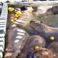冬至のゆず湯を楽しむカピバラたち＝２２日、館山市のアロハガーデンたてやま