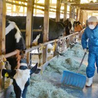 生乳廃棄懸念　「酪農県」千葉に暗雲　冬休み学校給食なく　コロナ禍外食需要減　消費喚起へ懸命アピール