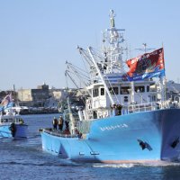 大漁旗なびかせ新春の海へ　豊漁と安全願い漕出式　銚子漁港