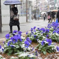 雪が降る中、傘を差して歩く通行人。花壇の花には雪が積もっていた＝６日午後０時４０分ごろ、市川市の行徳駅前