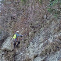 「ラピュタの壁」きれいに　鋸山産業遺構の石切り場跡　日本遺産候補認定で弾み