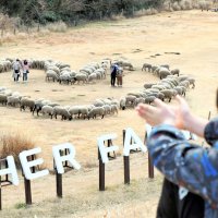 ハートの中で愛を誓って　１４日まで「羊文字」　富津・マザー牧場
