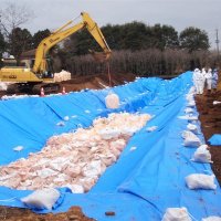豚熱、鳥インフルで埋却作業　千葉県建設業協会「県民の安全確保を」