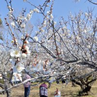 横芝光・坂田城跡で梅見頃　千葉県内最大級１千本　例年より２週間遅れ