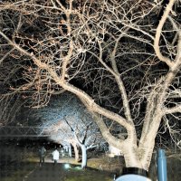 早咲き新川桜　優しく照らす　八千代　エコ電源であす６日まで
